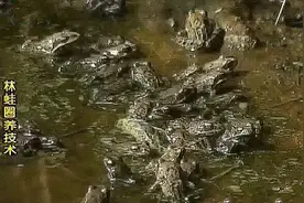 成年林蛙很抗饿，在温暖湿润的环境中，二十天不进食依然能生存视频封面