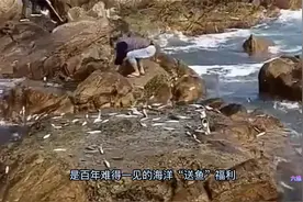 海鱼跳上岸是什么征兆？惠州出现沙丁鱼跳出水面，居民：百年难见视频封面
