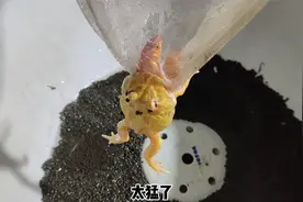 给魂斗罗投喂草金鱼，不小心被角蛙吞了两条，这可咋办？