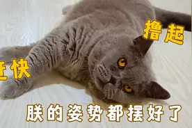 这只胖公猫太有心机了，撒娇卖萌方式简单粗暴，直接吓走别的猫