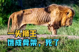 一头狮王穷途末路，只剩骨架，在摄影师面前1米处活活饿死了视频封面