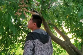 你别得意，全村的小孩已经盯上你的果树，趁你不在就把你的果摘完视频封面