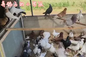 鸽子嗉囊肿大，嘴巴上颚有白点是怎么回事?鸽子念珠菌的4大症状视频封面