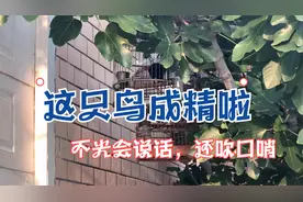 无道解说：这只八哥鸟成精啦，不光会吹口哨，还会说“发微信吧”