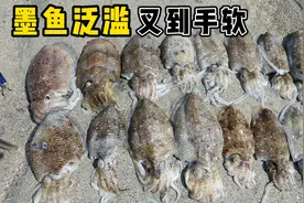 《环球探海记》阿曼第53天：粉丝朋友见浅滩的墨鱼泛滥，直接惊呆视频封面