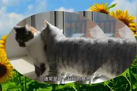 一只猫咬另一只脖子是什么意思