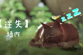 迷失STRAY-墙内  猫咪流浪记  爱猫人士必玩游戏视频封面