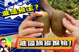 采摘猕猴桃比拼谁是桃王！碰见超大蜘蛛吓个半死！视频封面
