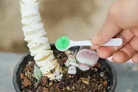 给多肉唐印经常用这种溶液，侧芽长得多，成老桩快视频封面