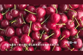 网传99%的樱桃是催大的？专家：新引进品种视频封面