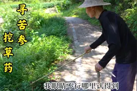 盲人爷爷进山挖苦参，草药土方可泡澡止痒，遇到毒蛇不敢再走视频封面