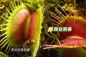 人碰到含羞草叶片就迅速收拢，这究竟是什么原理呢？|新闻大求真