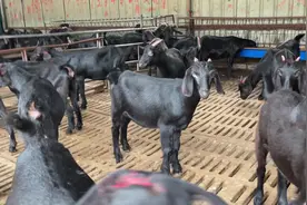 这种努比亚黑山羊非常能生产，一年就能生6只羊羔，繁殖率300%视频封面