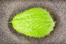 佛手瓜如何留种过冬，成功率最高，佛手瓜选种有窍门