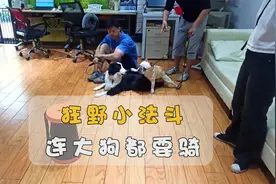 社交白痴小法斗多次想骑大边牧，狂野不怕死，安全措施太重要视频封面
