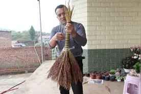 捆高粱扫把，超娃老爸还有这个技术，忙活大半天菜编起一把扫把