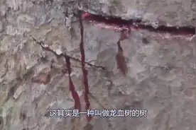 男子在野外探险看到“流血”大树，好奇用斧头劈开，吓得直接报警视频封面