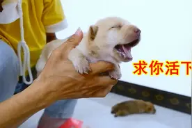 刚出生9天，小奶狗就不吃不喝，快不行了！