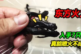 86块钱买了7只东方蝾螈小火龙，都说他有毒，到家拆包被惊艳到了视频封面