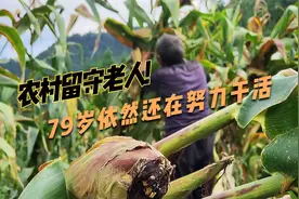 79岁高龄的留守老人对生活依然不屈不饶，一如既往地干着农活视频封面