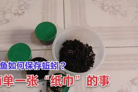 一张纸巾可让蚯蚓保持鲜活个把月，保存简单不占地方，钓鱼随时用视频封面