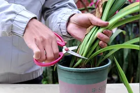 在朱顶红这个位置剪一刀，花箭多，开花多视频封面