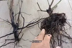 蔷薇实生根和扦插根，形状不同后期长势不同，怎么区分呢？视频封面