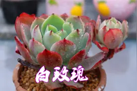 每日一肉之白玫瑰 虽然叫做白玫瑰 但是上色还是挺红的