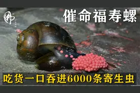 催命福寿螺！吃货一口吞进6000条寄生虫，大脑竟被啃食至死亡！视频封面