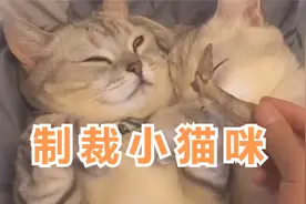看后面猫的眼神-简直高能啊-小猫咪合集！视频封面
