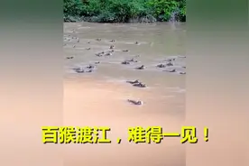 数百只野生猴子拖家带口，集体游泳横渡长江，小猴子趴在母猴背上视频封面