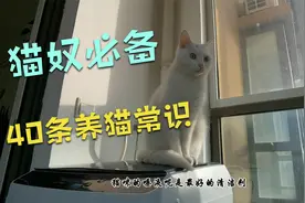 养猫常识40条，新手养猫入门基础，铲屎官们，总有一条你不知道视频封面