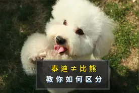 泰迪和比熊应该如何区分