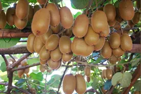 普通猕猴桃2~3块一斤，为何他种植出的猕猴桃最低7元还供不应求？视频封面