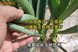 大蒜喷施这个叶面肥，比磷酸二氢钾还好，蒜头膨大快产量高视频封面