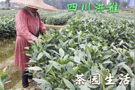 实拍四川洪雅县茶农采茶，春茶采摘时期，采茶人居然这么不容易视频封面