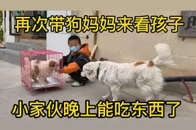 给流浪狗治疗细小的第八天，情况逐渐好转，悬着的心可算放下了视频封面