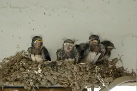 顿顿吃蜻蜓的燕子幼鸟，还挺注意巢穴卫生，便便都是落地视频封面
