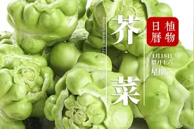 榨菜不是菜，是做菜的方法 但是榨菜终归是菜做的，它是什么菜？视频封面