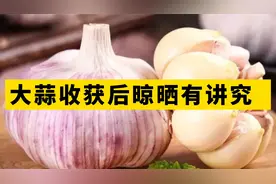 大蒜收获后晾晒有讲究 ，你做对了吗？