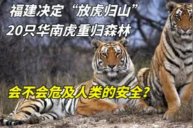 福建精挑细选出20只华南虎，计划"放虎归山"，他们会危及人类吗？视频封面