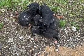 在路边连续捡到6只流浪小狗，带回家洗干净后，样子真的太可爱了视频封面