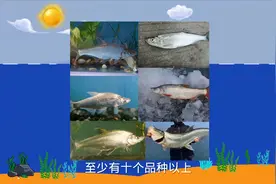 翘嘴的品类多达10种以上 很多钓鱼人只知道二三种 有兴趣的了解下