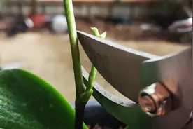 蝴蝶兰花梗长分枝，要不要剪掉？视频封面