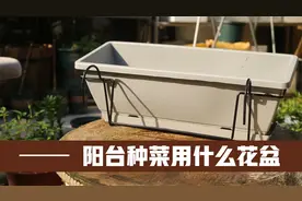 在阳台种菜用什么花盆？园艺师教你，用长条形花盆，为种菜而设计视频封面