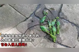 铁线虫是如何进入体内的，为何能操控螳螂自杀？它会入侵人类吗？视频封面