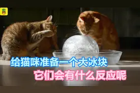 给猫咪准备一个大冰块，它们会是什么反应呢