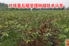 珍珠番石榴种植管理技术分享：一要修剪、二是拇指大小时疏花套袋