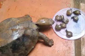 男子将蜗牛喂给乌龟，看它吃不吃，接下来令人大跌眼镜视频封面