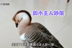 宠物鹅每天都要和小主人吵一架，嗓子比小主人还大，太搞笑了视频封面